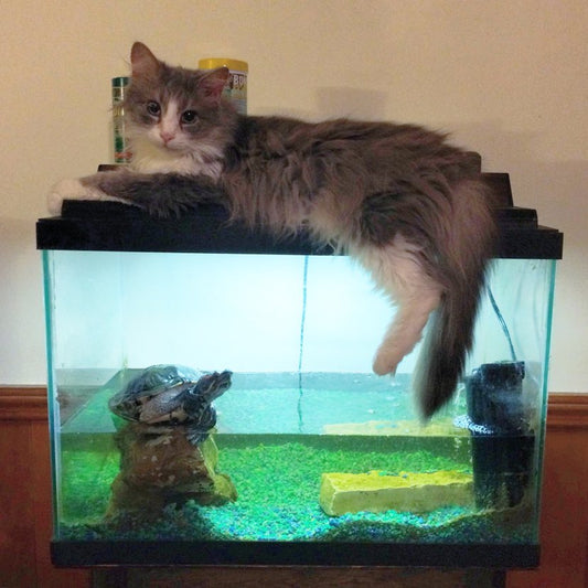Resistance is Feline